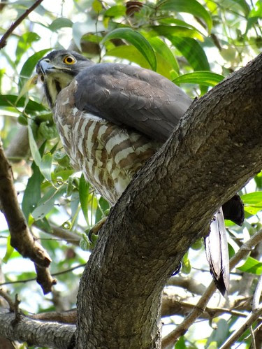 鳳頭蒼鷹/無限台南
