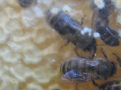 More bees
