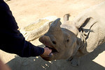 Feeding a Rhino