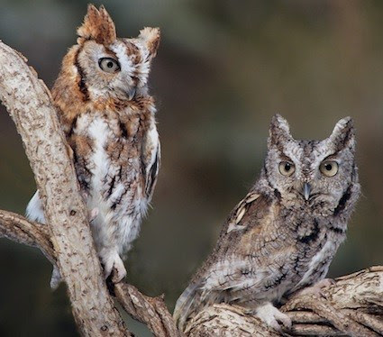 The Owl's Perch: Owl of the Week: Eastern Screech Owl