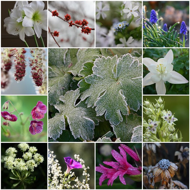 2013 Flora