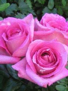 Прекрасное трио роз