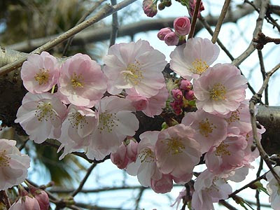 fleurs roses.jpg