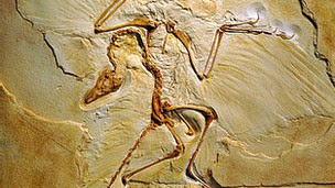 Fossil do Archaeopteryx