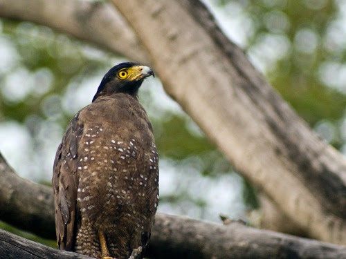 4700 Gambar Burung Elang Di Indonesia Gratis Terbaru