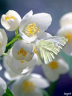Бабочка на нежных цветочках