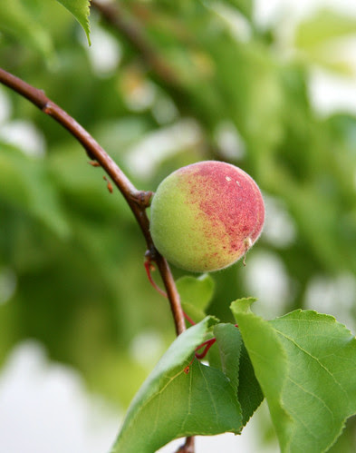 baby apricot