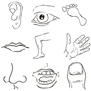 Featured image of post Body Parts Outline Images For Kids Esl printable body parts vocabulary worksheets picture dictionaries matching exercises word search and crossword puzzles missing a picture dictionary and classroom poster esl printable worksheet for kids to study and learn body parts vocabulary