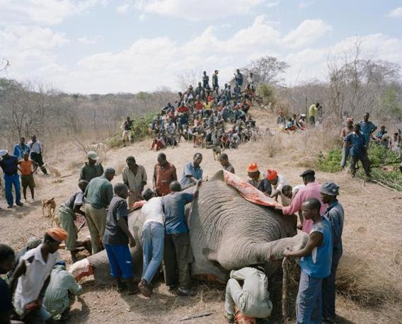 http://images.corriereobjects.it/gallery/Cronache/2010/03_Marzo/elefante/1/img_1/04_Elephant_Story-Copyright_David_Chancellor_672-458_resize.jpg