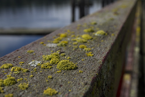 that particular lichen...