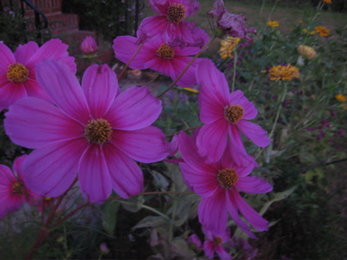 evening flowers 2