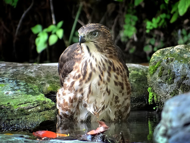 鳳頭蒼鷹/無限台南