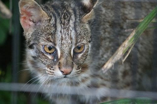Amur Leopard Cat