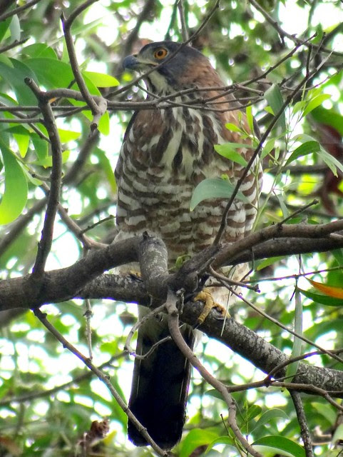 鳳頭蒼鷹/無限台南