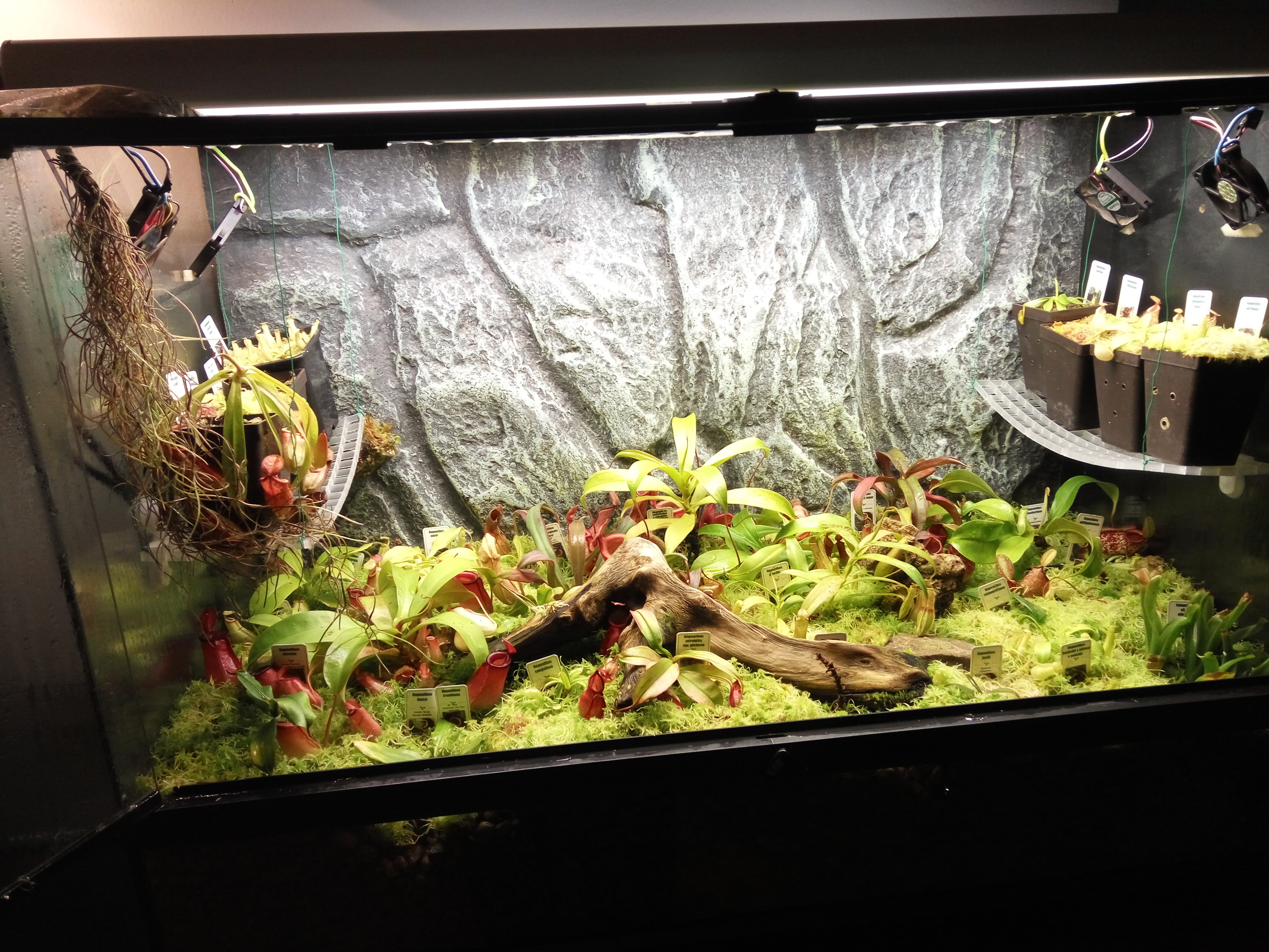 Kuvahaun tulos haulle nepenthes terrarium