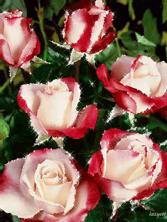 Чудесные розы