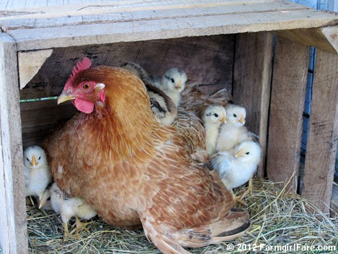 Lokey's chicks getting comfy 1 - FarmgirlFare.com - Copy