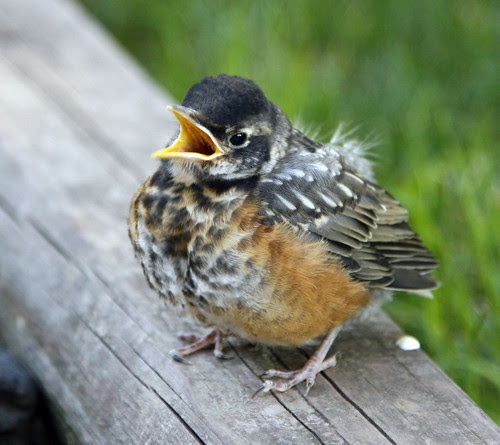 Baby Robin