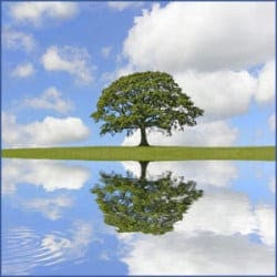 oakreflected