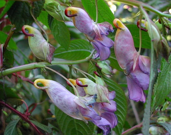 Impatiens arguta