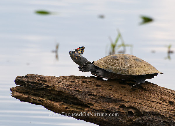 Yellow-headed Amazon River Turtle