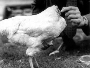 perierga.gr - Η απίστευτη ιστορία του... ακέφαλου κοτόπουλου!