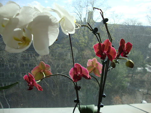 mah orchids: the purple ones bloom again!