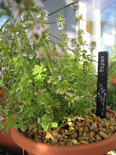 Thyme