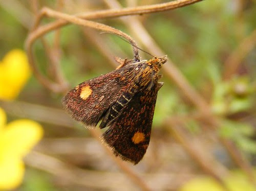 Mintmoth (Pyrausta aurata)