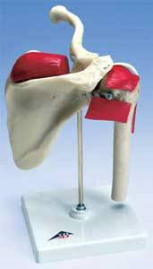 Anatomical Sports Shoulder Model