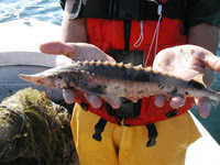 A young sturgeon being held by two hands