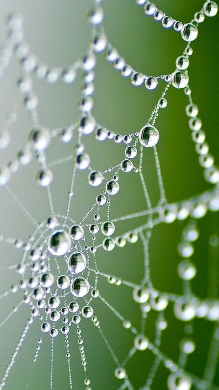 macro photography 9