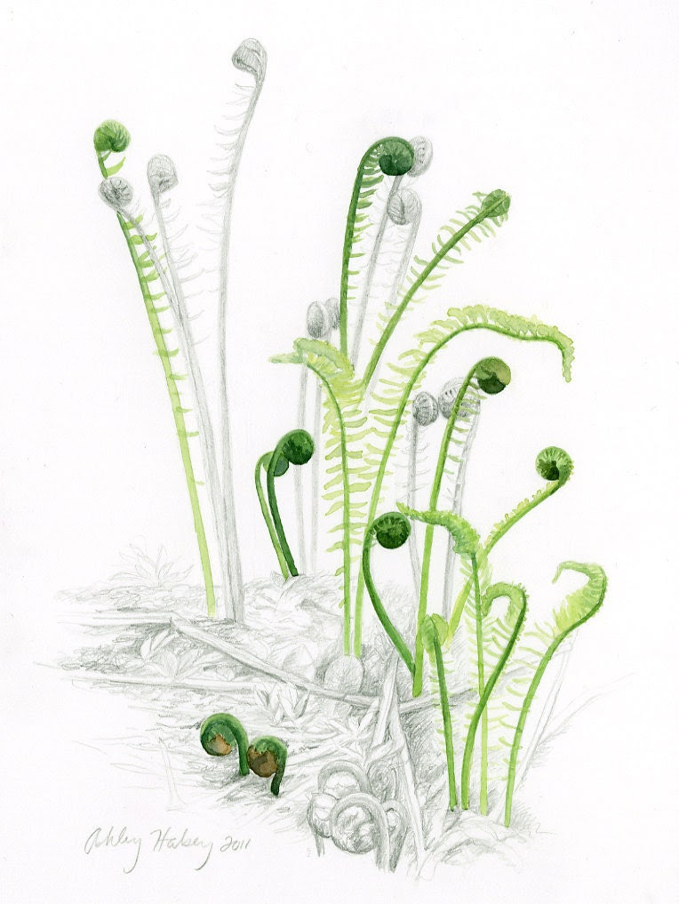 Watercolor Fern Print - FromSkytoSea Watercolor Fern Print - FromSkytoSea