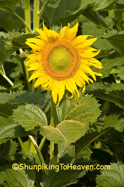 Summer Sunflower, Columbia County, Wisconsin