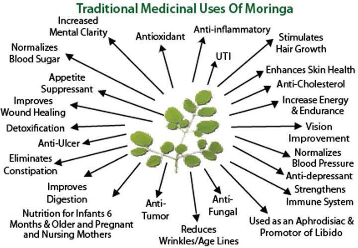 BREAKING STUDY: Moringa Could Kill Up to 5 Different Cancer Types