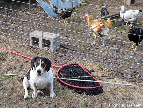 Beagle Bert, chicken whisperer (1) - FarmgirlFare.com