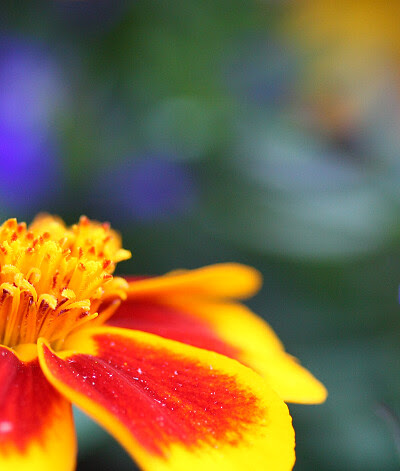 Marigold