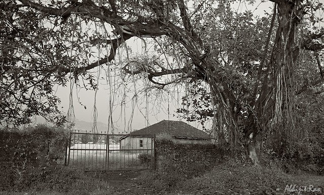 large tree, gate and house at sunset