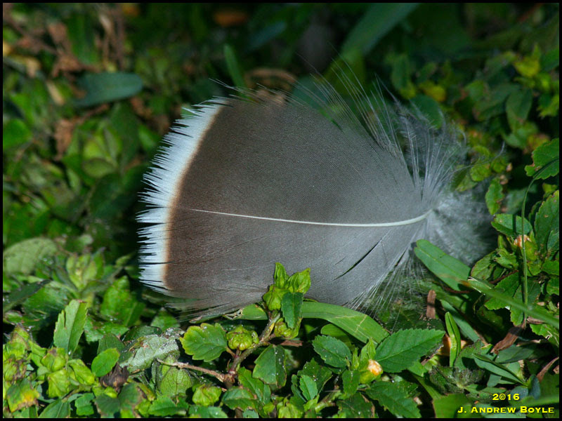Feather Feather