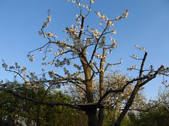 Kirschblüte 2010