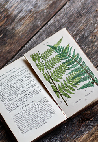 a fern book