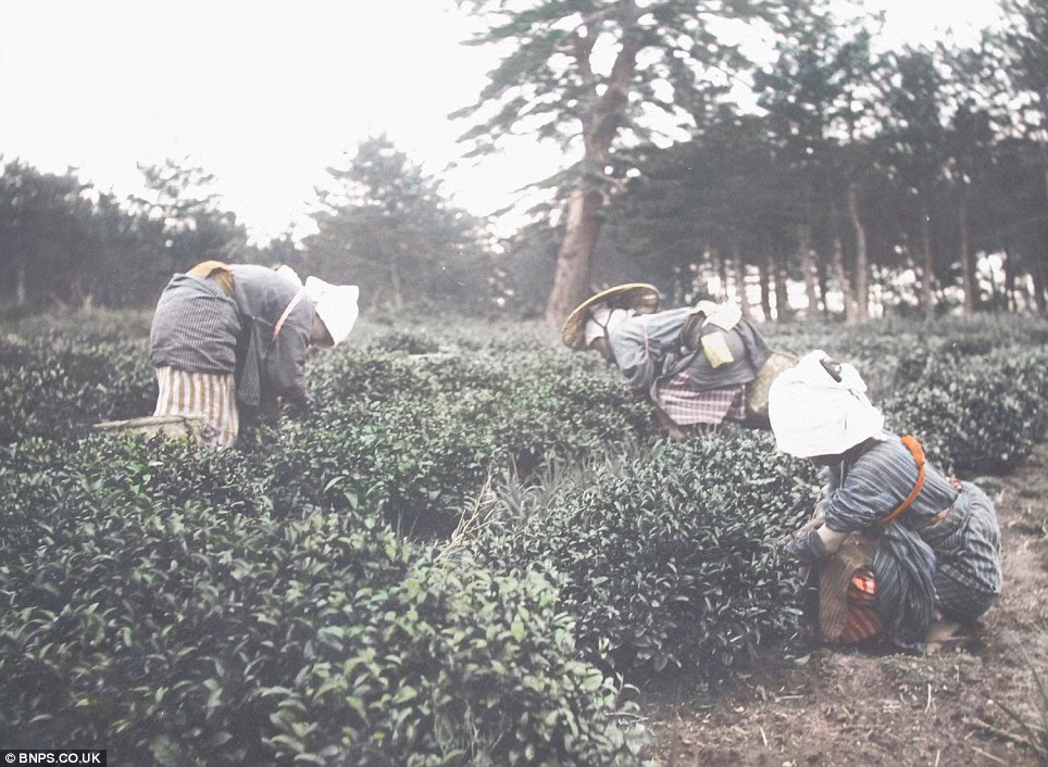 Working hard: Women picking tea leaves 