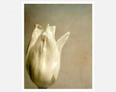 Flower Photography, white tulip, beige, White Tulip flower fine art photography print 8x10 - moonlightphotography