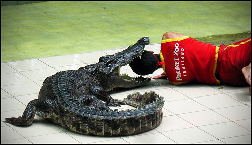 Crocodile at Phuket Zoo