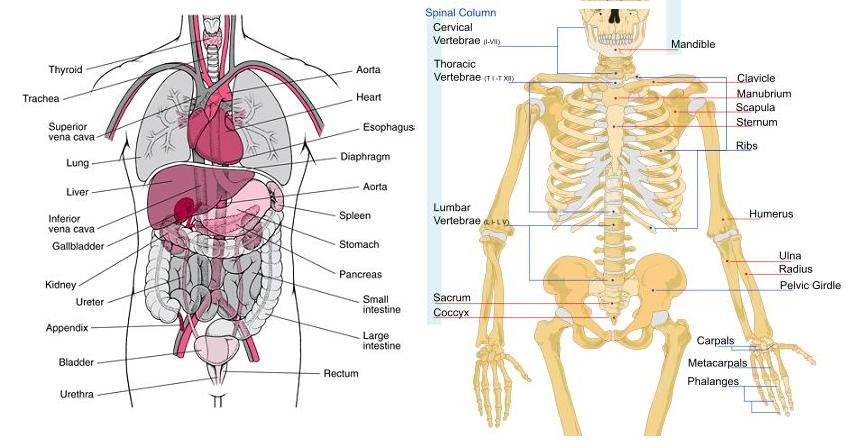 Torso Anatomy Diagram - Preliminary Training - Part 5 - Internal organ