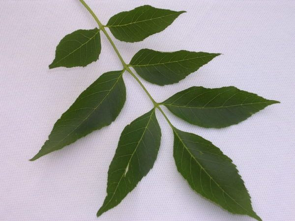 230-plantas-medicinales-mas-efectivas-y-sus-usos-fresno-hojas