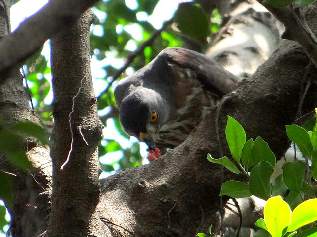 鳳頭蒼鷹/無限台南