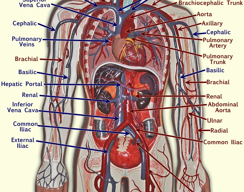 30-label-blood-vessels-diagram-label-design-ideas-2020