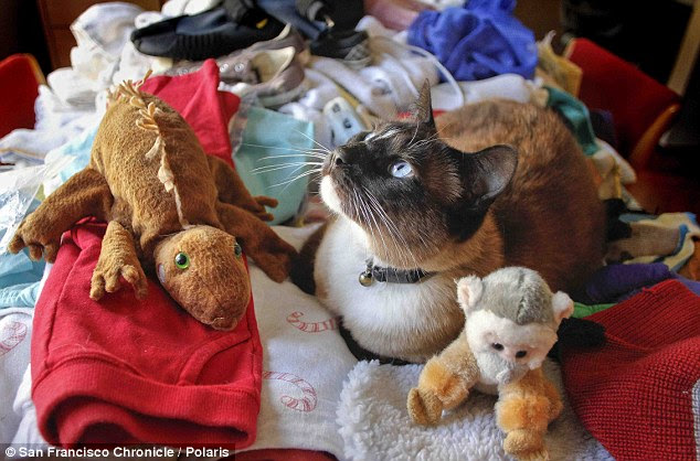 Stolen stash: Dusty the cat sits among the toys and other items he has stolen from neighbours