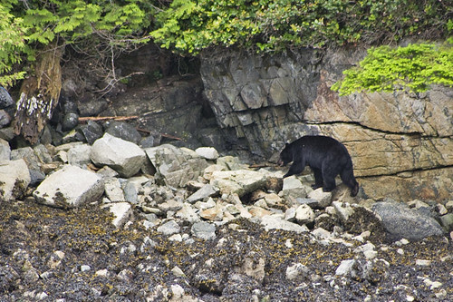 black bear at low tide
